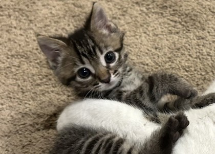 Shelter Stray Male Cat last seen Ayers Rd Walbridge Oh 43465, Lucas County, OH, 827 Illinois Ave, Maumee, OH 43537, USA