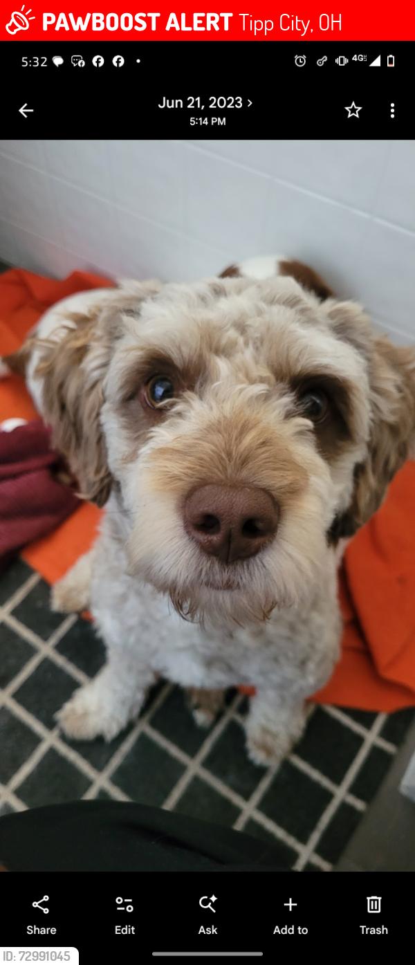 Lost Male Dog last seen Tipp city , Tipp City, OH 45371