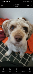 Lost Male Dog last seen Tipp city , Tipp City, OH 45371