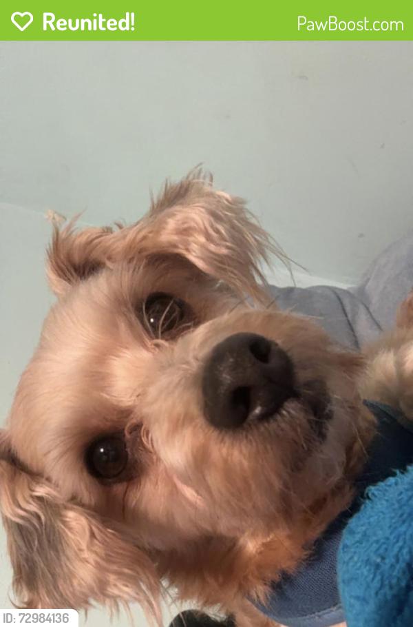 Reunited Male Dog last seen Elks rd, Pitt County, NC 27858