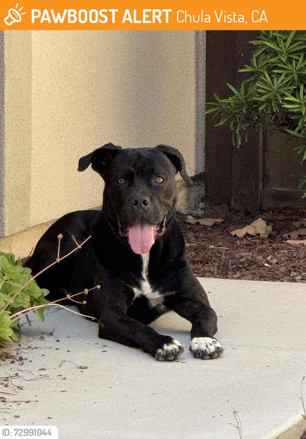 Found/Stray Unknown Dog last seen Heritage and Santa Maya in the Village of Escaya, Chula Vista, CA 91913