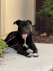 Found/Stray Unknown Dog last seen Heritage and Santa Maya in the Village of Escaya, Chula Vista, CA 91913