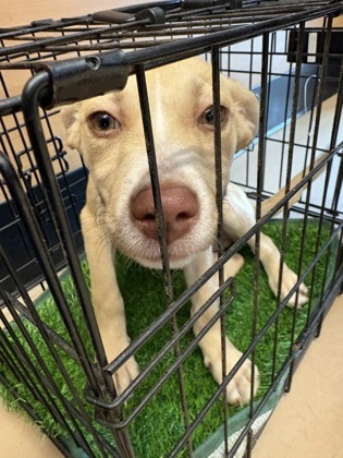 Shelter Stray Female Dog last seen Near Fairington Pkwy, Lithonia, GA 30038, 30038, GA, 3280 Chamblee Dunwoody Rd, Chamblee, GA 30341, USA