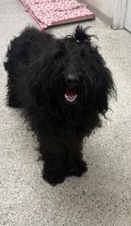 Shelter Stray Female Dog last seen Near Skiles Ave, 64129, MO, 7077 Elmwood Ave, Kansas City, MO 64132, USA