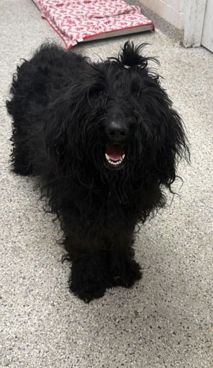 Shelter Stray Female Dog last seen Near Skiles Ave, 64129, MO, 7077 Elmwood Ave, Kansas City, MO 64132, USA