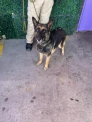 Shelter Stray Female Dog last seen Near Yarbrough, CITY of El Paso, TX, 5001 Fred Wilson Ave, El Paso, TX 79906, USA