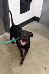 Shelter Stray Male Dog last seen Near Cannon, 4th District, OH, 9203 Detroit Ave, Cleveland, OH 44102, USA