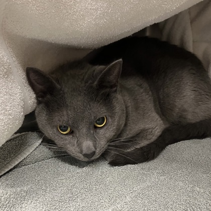 Shelter Stray Unknown Cat last seen N Sunnyvale Ln, Fitchburg, City of, WI, 5132 Voges Rd, Madison, WI 53718, USA