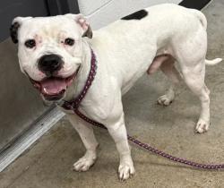 Shelter Stray Unknown Dog last seen E 146 & Milverton, 4th District, OH, 9203 Detroit Ave, Cleveland, OH 44102, USA