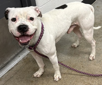 Shelter Stray Unknown Dog last seen E 146 & Milverton, 4th District, OH, 9203 Detroit Ave, Cleveland, OH 44102, USA