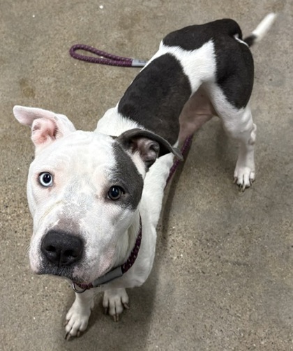 Shelter Stray Female Dog last seen E 146 & Milverton, 4th District, OH, 9203 Detroit Ave, Cleveland, OH 44102, USA