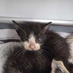Shelter Stray Male Cat last seen Ridge Run / Ridge Bluff, City of College Station, TX, 5359 Leonard Rd, Bryan, TX 77807, USA