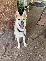 Found/Stray Male Dog last seen Nashboro village near Kroger, Nashville, TN 37217