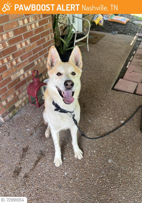 Found/Stray Male Dog last seen Nashboro village near Kroger, Nashville, TN 37217