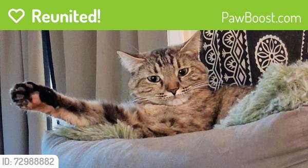 Reunited Female Cat last seen Reed & 14th st, Lakewood, CO 80214