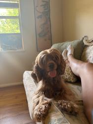 Found/Stray Female Dog last seen IDK, Birmingham, AL 35242