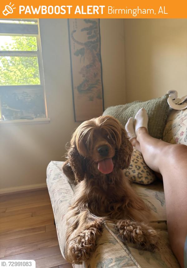 Found/Stray Female Dog last seen IDK, Birmingham, AL 35242