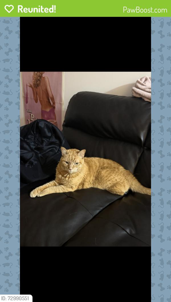 Reunited Male Cat last seen Near the renaissance , Montréal, QC H2J 3P6