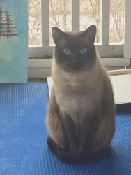 Lost Female Cat last seen Concord mall, Concord, NC 28027