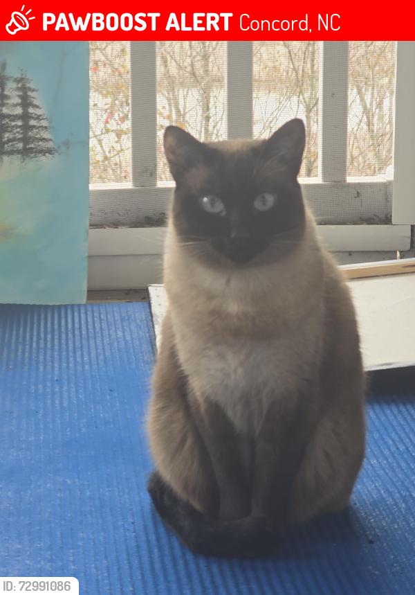 Lost Female Cat last seen Concord mall, Concord, NC 28027