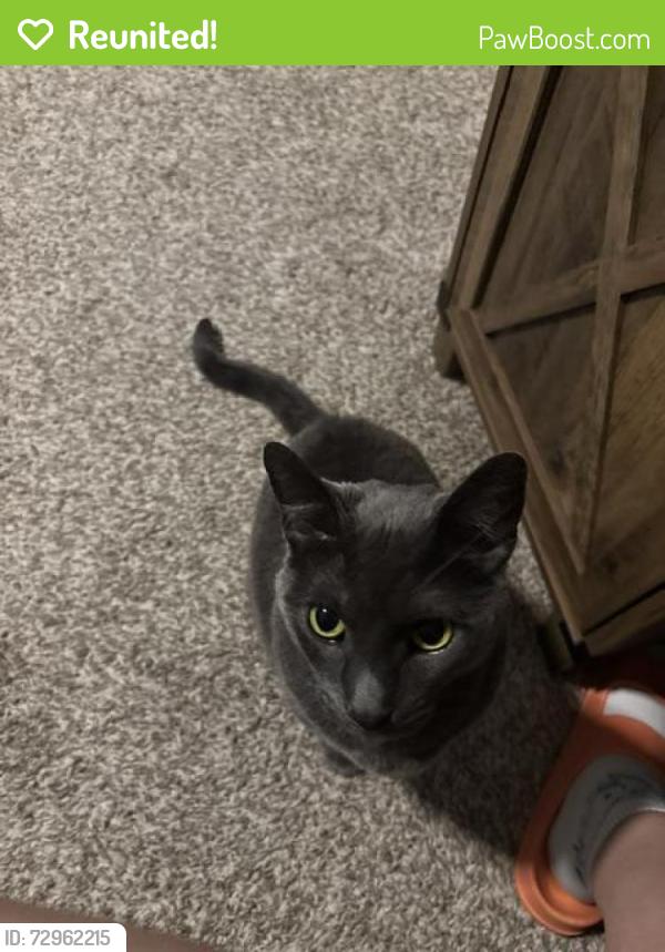 Reunited Male Cat last seen Wilshire and New Hampton, San Marcos, TX 78666