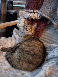 Lost Female Cat last seen Maingate s down toward the Arsenal , Benicia, CA 94510