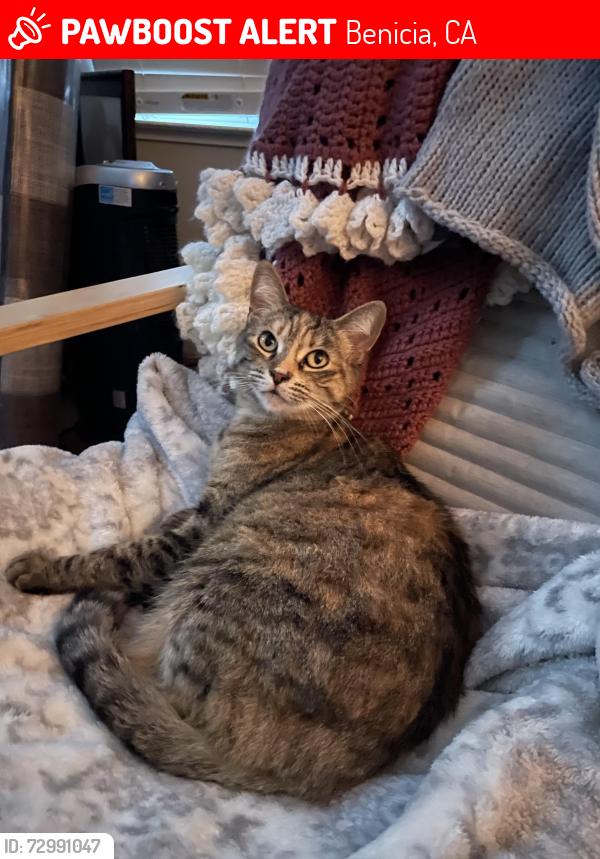 Lost Female Cat last seen Maingate s down toward the Arsenal , Benicia, CA 94510