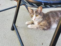 Found/Stray Unknown Cat last seen E Colorado Ave and S Quebec Way, Denver, CO 80231