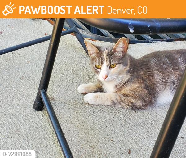 Found/Stray Unknown Cat last seen E Colorado Ave and S Quebec Way, Denver, CO 80231