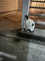 Found/Stray Female Cat last seen Near cndmniums and apmts , Marietta, GA 30067