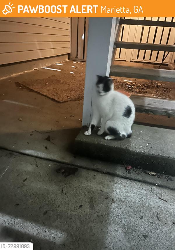 Found/Stray Female Cat last seen Near cndmniums and apmts , Marietta, GA 30067