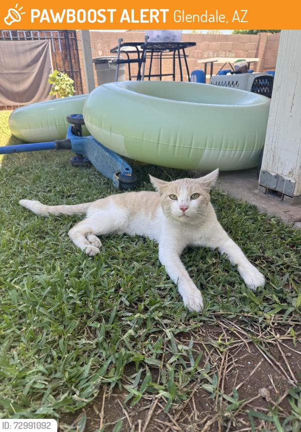 Found/Stray Male Cat last seen 75th Ave and Bethany Home Rd, Glendale, AZ 85303