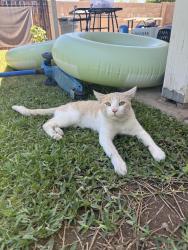 Found/Stray Male Cat last seen 75th Ave and Bethany Home Rd, Glendale, AZ 85303