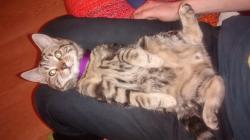 Lost Male Cat last seen Civic center wales, Newport, Wales 