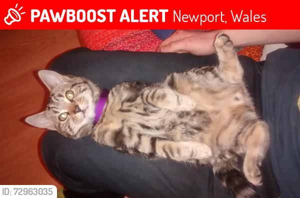 Lost Male Cat last seen Civic center wales, Newport, Wales 