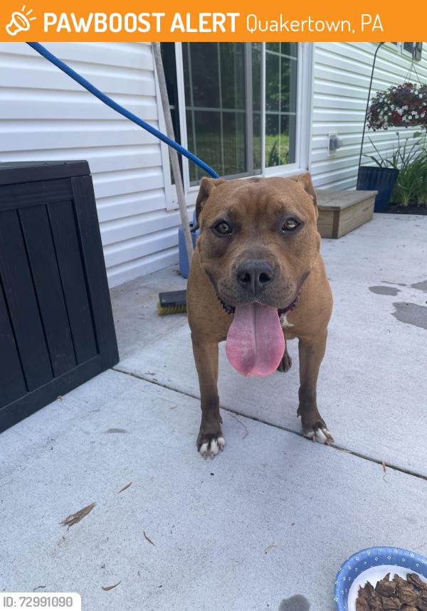 Found/Stray Female Dog last seen Found at Mill Rd & Diamond St, is now at Quakertown SPCA, Quakertown, PA 18951