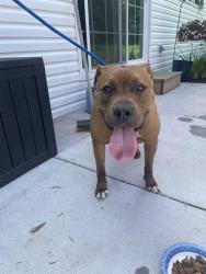 Found/Stray Female Dog last seen Found at Mill Rd & Diamond St, is now at Quakertown SPCA, Quakertown, PA 18951