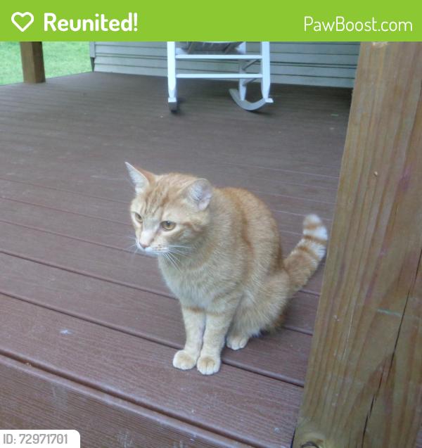 Reunited Male Cat last seen Baggett Hollow rd, Palmyra, TN 37142