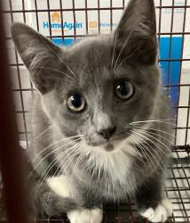Shelter Stray Male Cat last seen Near Walnut Street, CARY, NC, 27511, 820 Beacon Lake Dr, Raleigh, NC 27610, USA