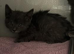 Shelter Stray Male Cat last seen Near W Mojave Drive, SALT LAKE CITY, UT, 84116, 511 W 3900 S, Salt Lake City, UT 84123, USA