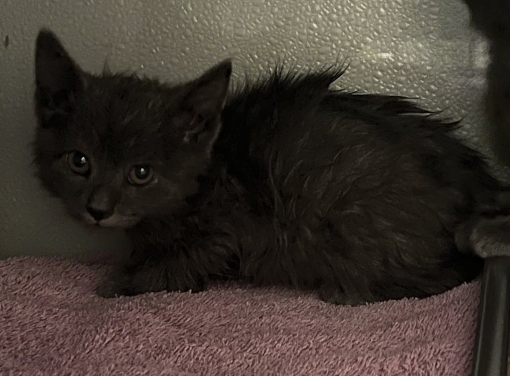 Shelter Stray Male Cat last seen Near W Mojave Drive, SALT LAKE CITY, UT, 84116, 511 W 3900 S, Salt Lake City, UT 84123, USA