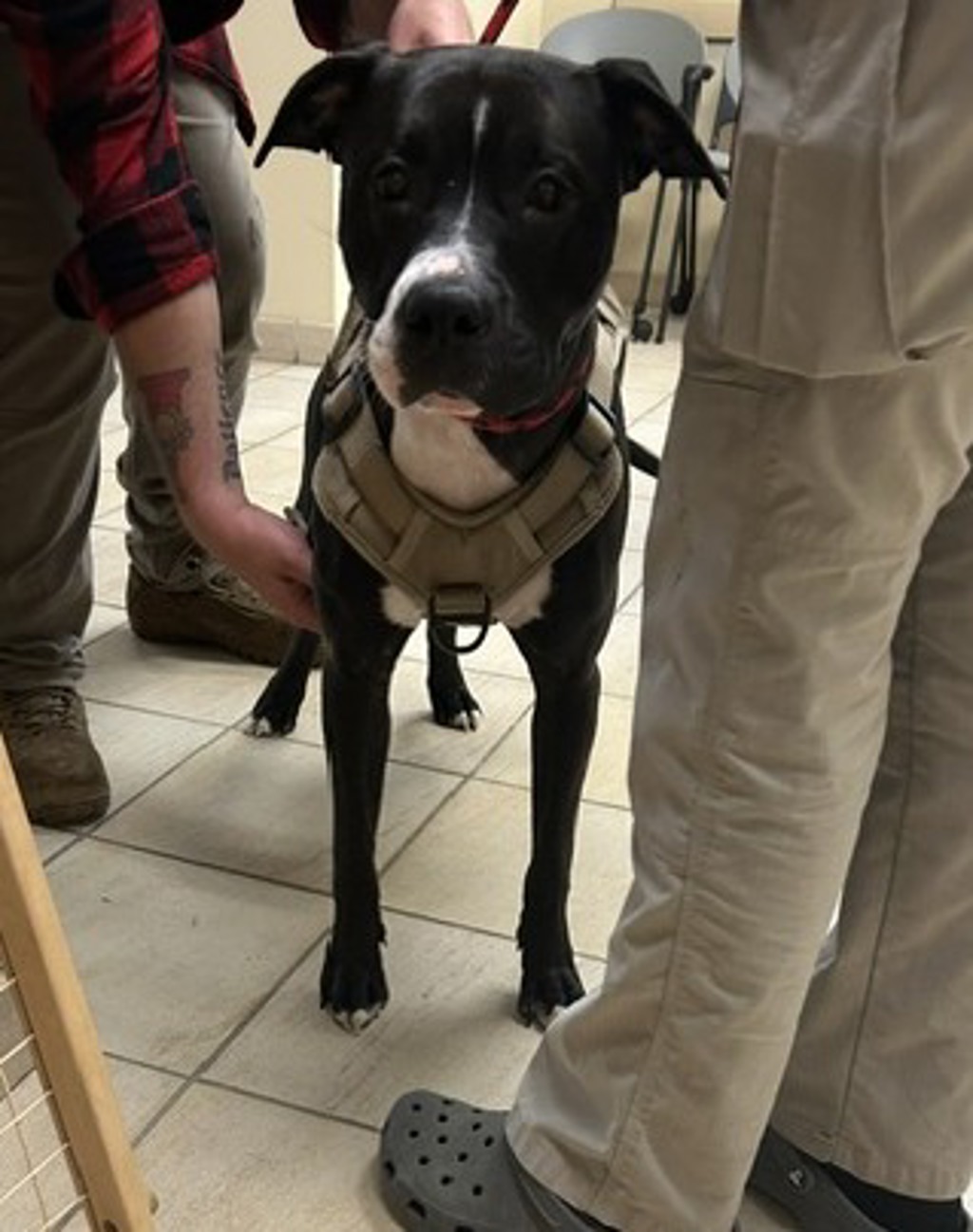 Shelter Stray Female Dog last seen Hampshire Lane, VIRGINIA BEACH, VA, 23462, 341 S Birdneck Rd, Virginia Beach, VA 23451, USA