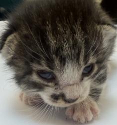 Shelter Stray Male Cat last seen NW Phoenix Dr and NW Frontage Rd, TROUTDALE, OR, 97060, 1700 W Historic Columbia River Hwy, Troutdale, OR 97060, USA
