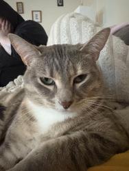 Lost Female Cat last seen Royvonne , Salem, OR 97302