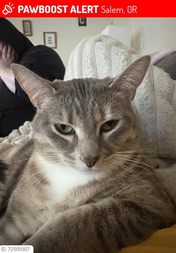 Lost Female Cat last seen Royvonne , Salem, OR 97302