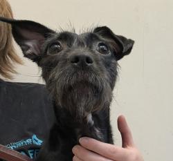Shelter Stray Female Dog last seen Near Arnele Avenue, El Cajon, CA, 92020, El Cajon, CA 92020, USA