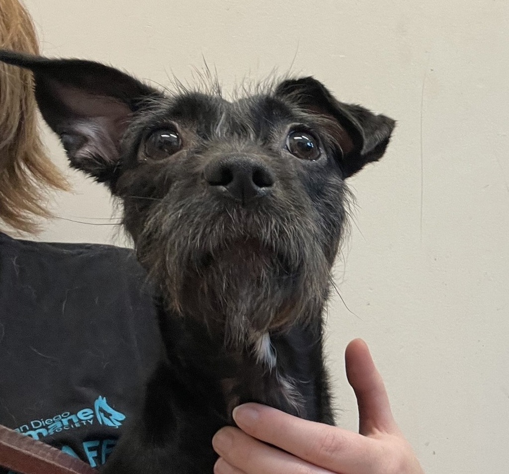 Shelter Stray Female Dog last seen Near Arnele Avenue, El Cajon, CA, 92020, El Cajon, CA 92020, USA