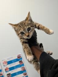 Shelter Stray Female Cat last seen Near Cimarron Way, San Diego, CA, 92154, 5500 Gaines St, San Diego, CA 92110, USA