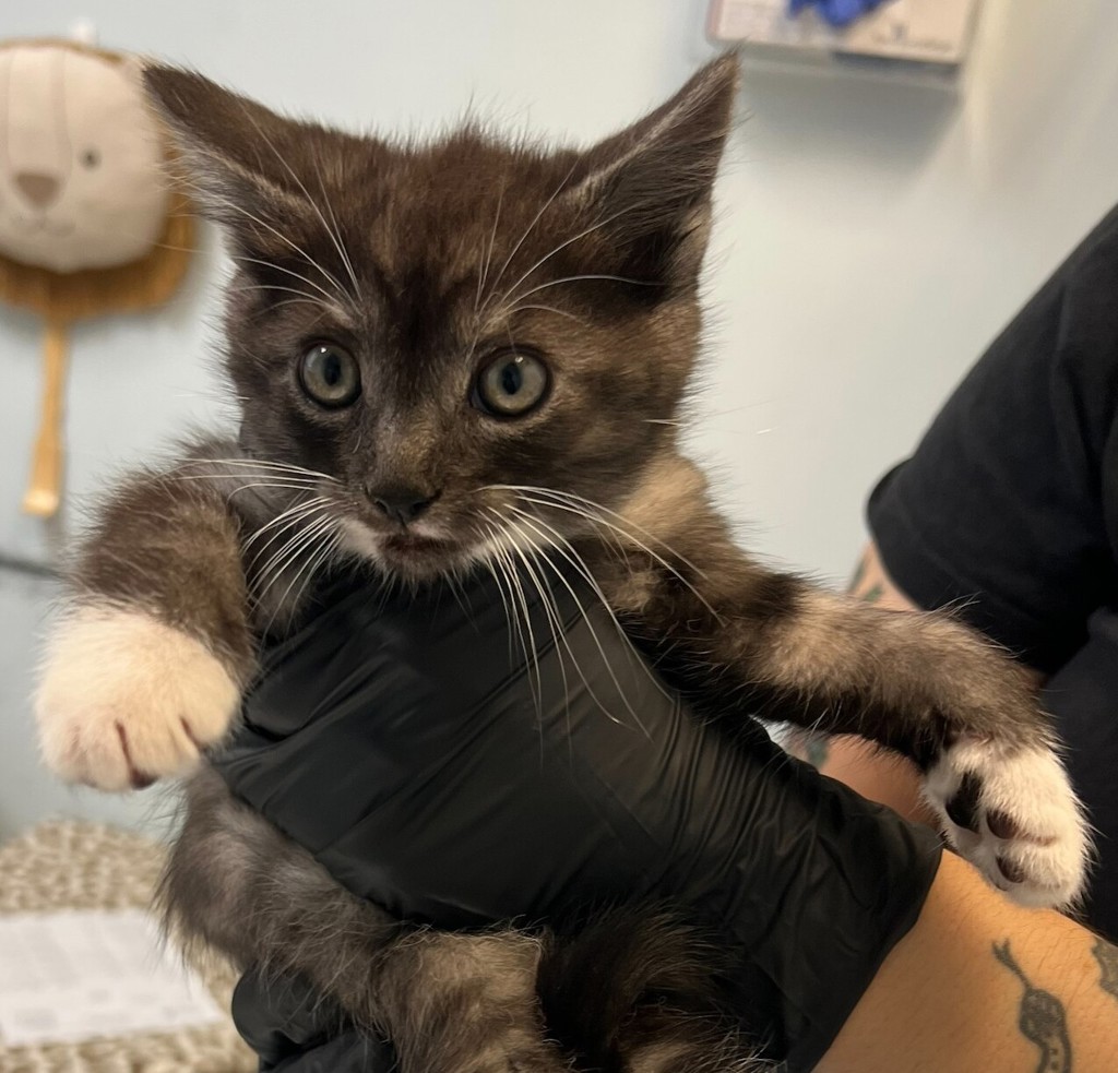 Shelter Stray Male Cat last seen Caminito Roder Road, San Diego, CA, 92126, 5500 Gaines St, San Diego, CA 92110, USA
