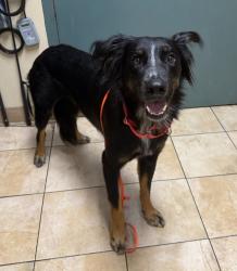 Shelter Stray Male Dog last seen SE Harney st & SE 7th AVE, PORTLAND, OR, 97202, 1700 W Historic Columbia River Hwy, Troutdale, OR 97060, USA